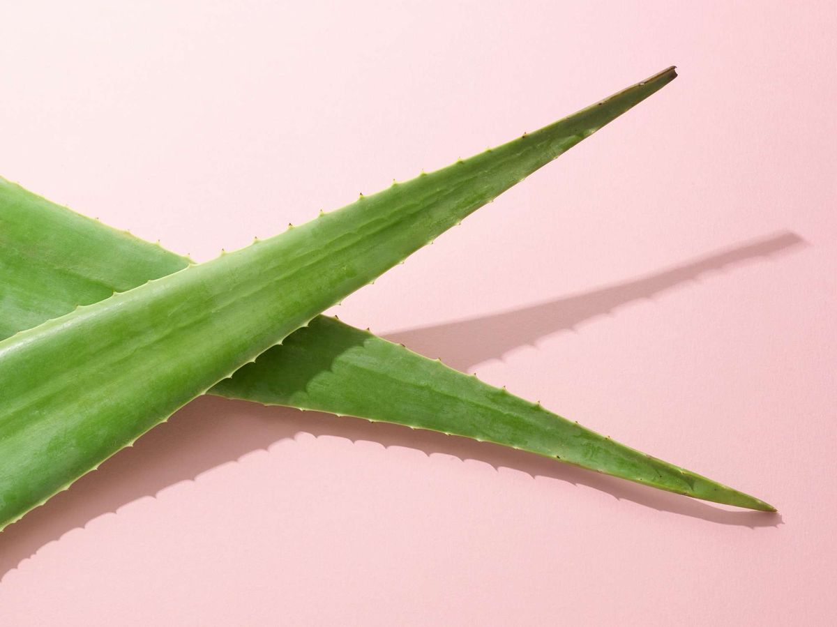 Aloe Vera Pflanze auf rosa Hintergrund