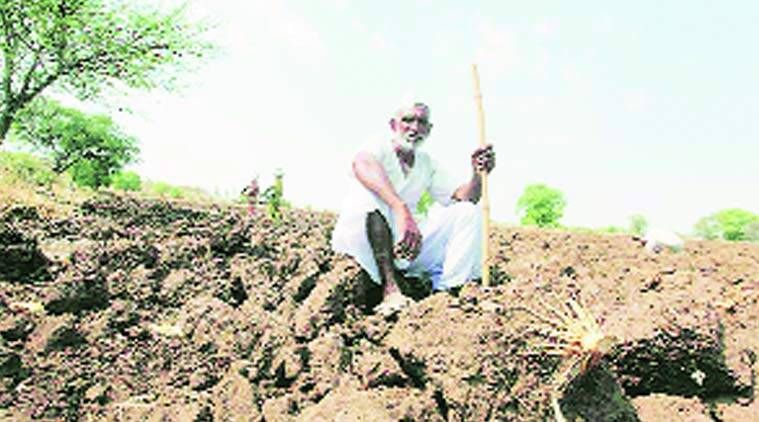 Tørke: Vinteren er misfornøyd for bønder i Madhya Pradesh