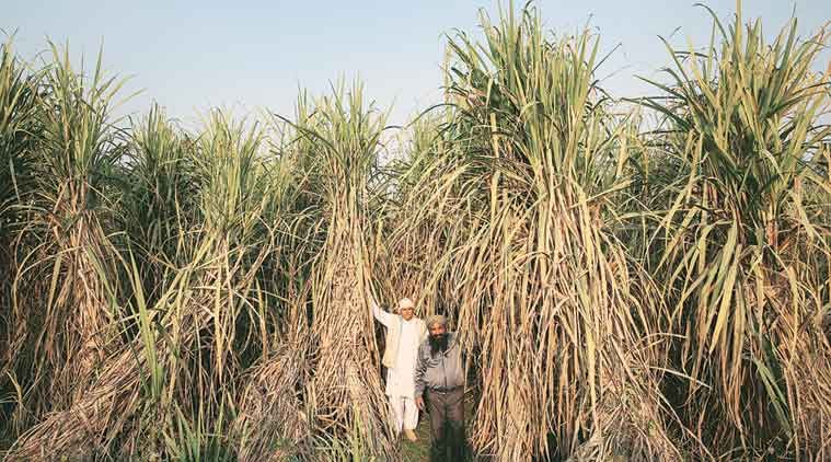 caña de azúcar, uttar pradeh, granjeros, industria azucarera, caña de azúcar, granjeros, granjeros de uttar pradesh, granjeros de caña de azúcar, noticias de la india