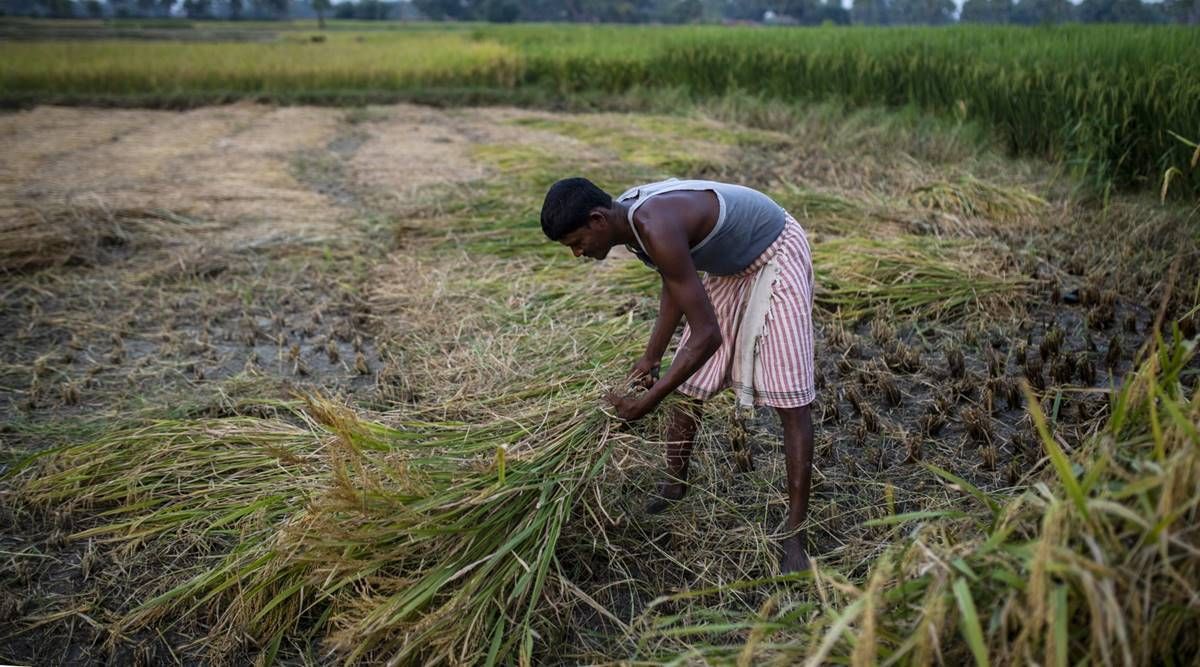 China compra arroz indio por primera vez en décadas en medio de tensiones fronterizas