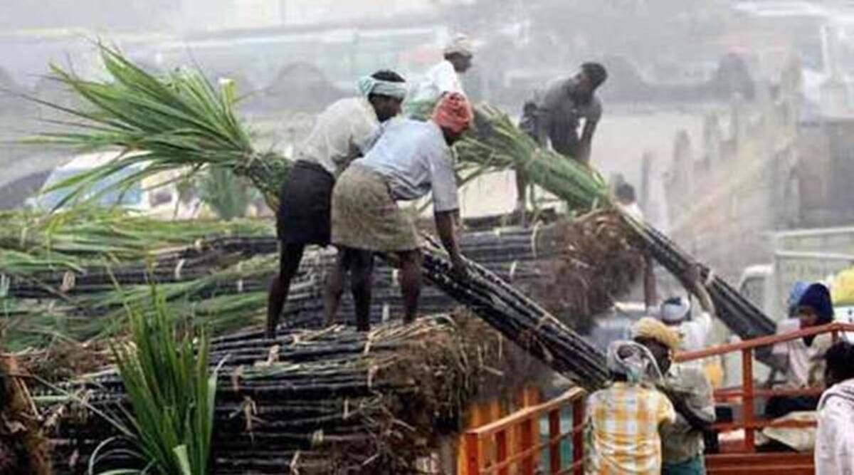 Vlada povećava FRP od šećerne trske na 290 rupija po kvintalu, kaže da je to 'najveći dosad'