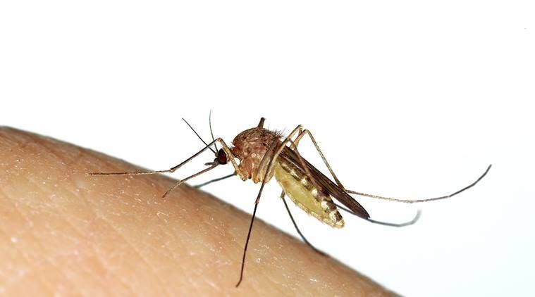 Opažanja USFDA -e: „Komarci, komarci u tvornici Alkem; nema jedinice za kontrolu kvalitete '