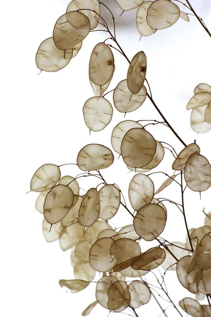 Ghid de cultivare a plantei de dolari de argint (Lunaria Annua)