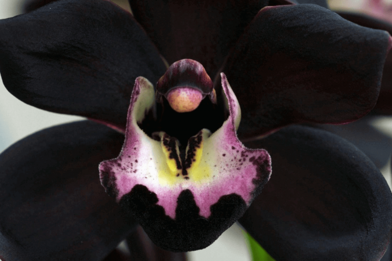 Tom Ford Orquídea Negra
