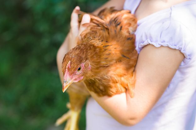 Et udbrud af salmonella forbundet med kyllinger i baghaven får folk til at blive syge, herunder børn