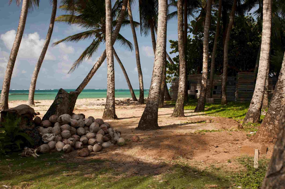 Hrpa kokosa i palmi na plaži na otoku Little Corn, Nikaragva.