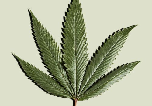 Cannabisblatt über einem grünen Hintergrund