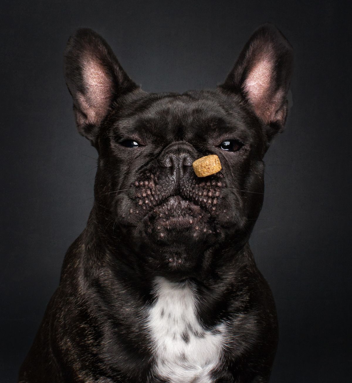 Bitte genießen Sie diese sehr dummen Fotos von Hunden, die Leckereien fangen