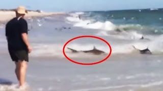 Grozljivi posnetki več sto morskih psov v blaznem hranjenju na plaži v Severni Karolini