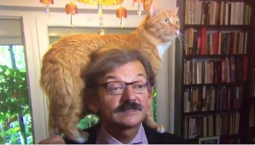 Questo accademico ha commentato la politica mentre il suo gatto si arrampicava sulla sua testa