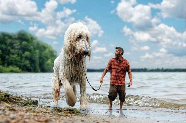 Fotografije tega psa, večje od življenja, so ga naredile na Instagramu