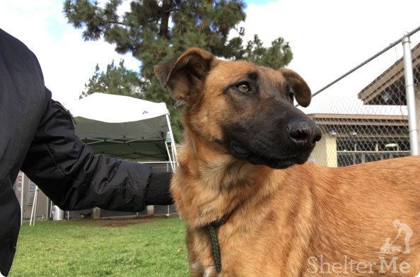 Ein Hund, der später in einem Tierheim zurückgelassen wurde, sah, wie ihre Familie einen neuen Hund holte