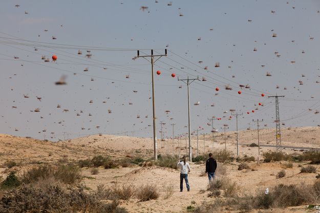 9 fotos de súper alta resolución de langostas cubriendo Israel y siendo repugnantes y horribles