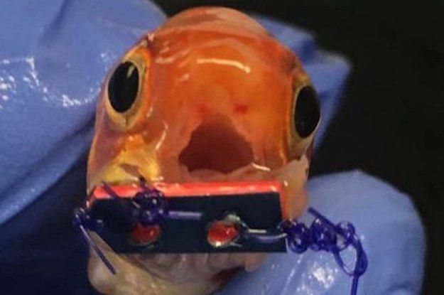 Este adorable pez dorado ha sido equipado con un pequeño aparato bucal para que pueda comer