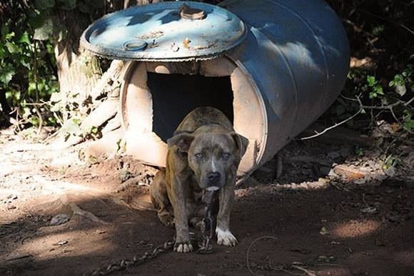 367 kutyát mentettek meg az Egyesült Államok történetének második legnagyobb kutyaharcában