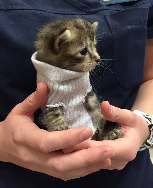 Ludzie mają obsesję na punkcie tego uratowanego kotka, który ma sweter ze skarpetką