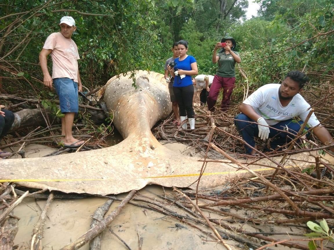 Uma baleia jubarte foi encontrada morta na selva brasileira