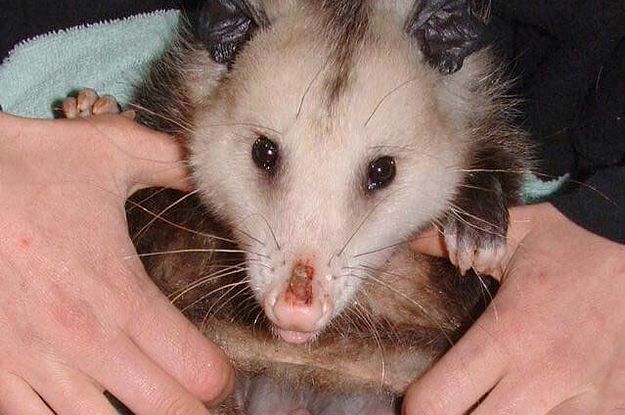 Folk er fuldstændig modbydelige over dette tip fra PETA om, hvordan man hjælper en Possum