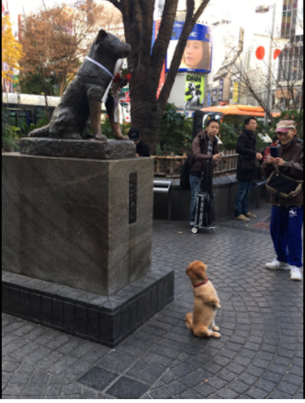 Questo cucciolo che si mette in posa davanti a una statua di un cane sta lasciando la gente tremante
