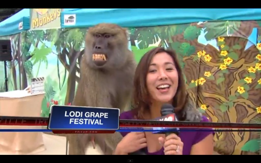 Denne meget intenst udseende bavian besluttede at gribe en reporters boob under en lokal nyhedsudsendelse
