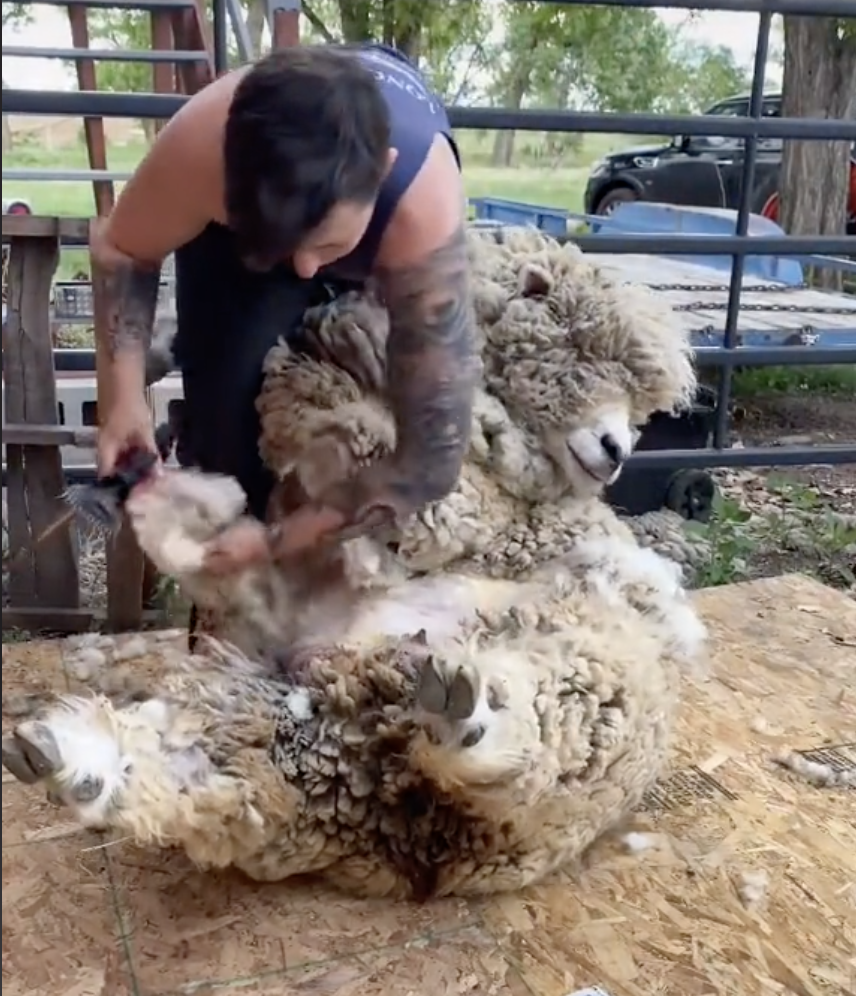 McRose seisoo lampaan päällä, jolla on paksu villatakki, ja tarttuu yhteen sen jaloista leikatessaan sitä