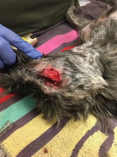 Ta kobieta mówi „kawałek” „odpadła twarz” swojego psa podczas pielęgnacji w Petco