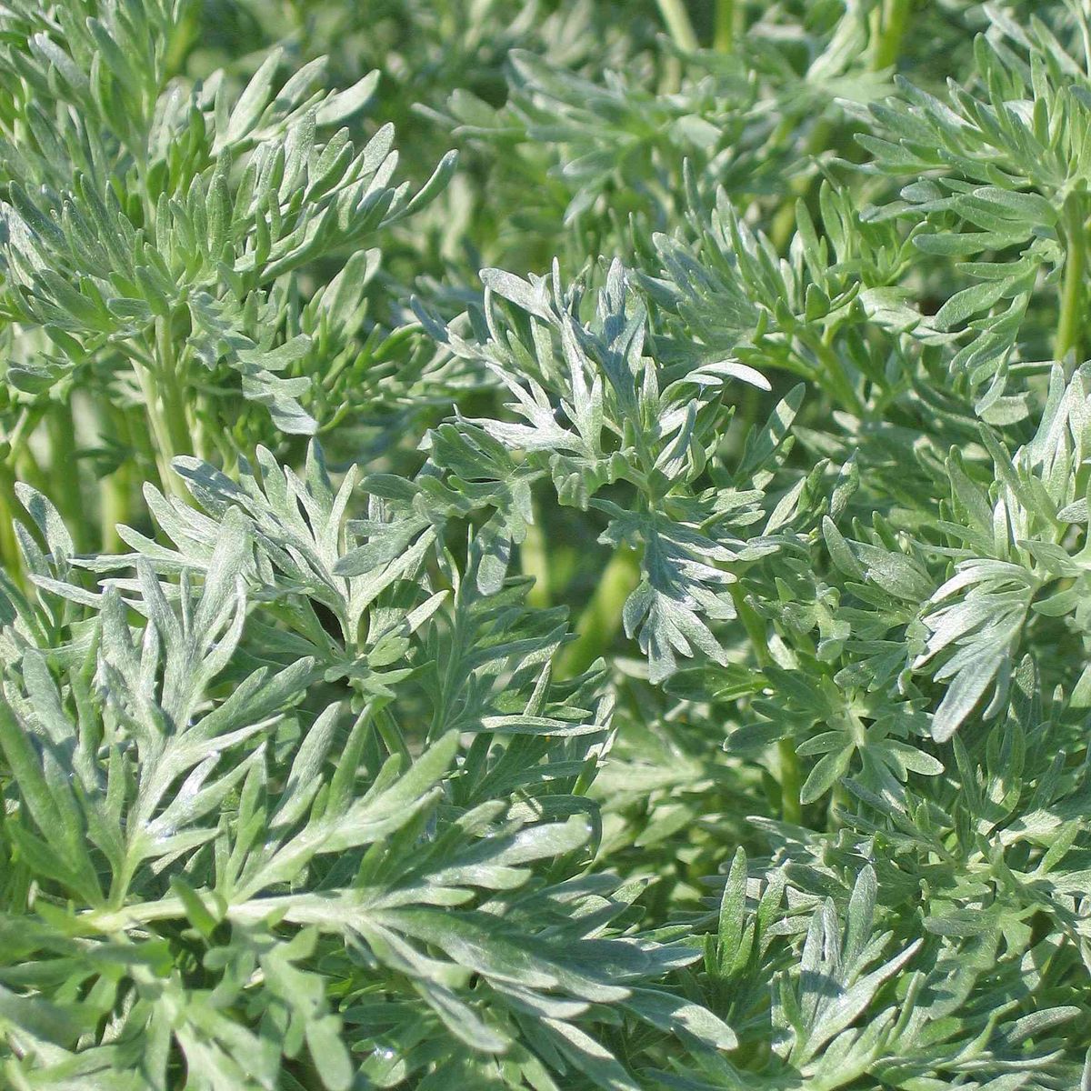 ჭია (Artemisia ludoviciana)