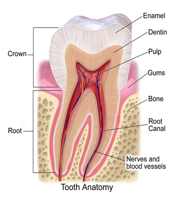 Hampaiden rakenne