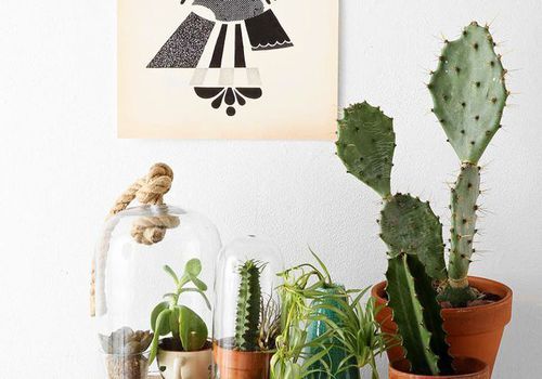 Bir evdə bir masa üzərində müxtəlif kaktuslar və bitkilər