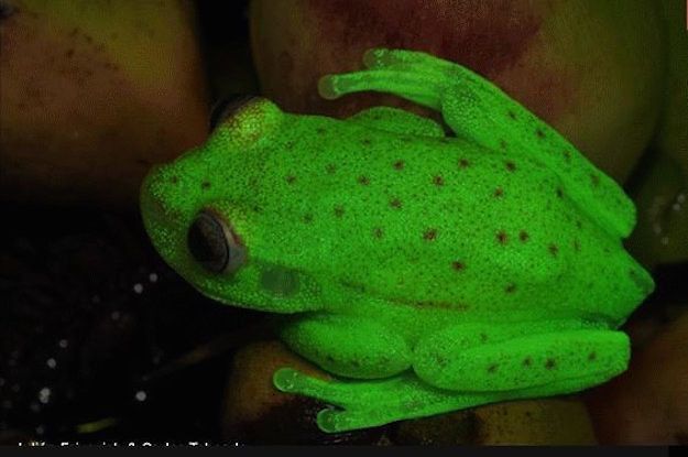 Los científicos acaban de encontrar una rana que brilla en la oscuridad y es bastante maravillosa