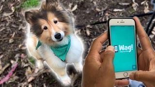 Puoi fare soldi veri con un'app per portare a spasso i cani?