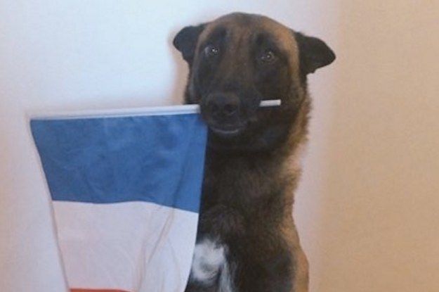 אנשים מכבדים את כלב המשטרה שנהרג בפשיטת המשטרה בפריז עם #JeSuisChien