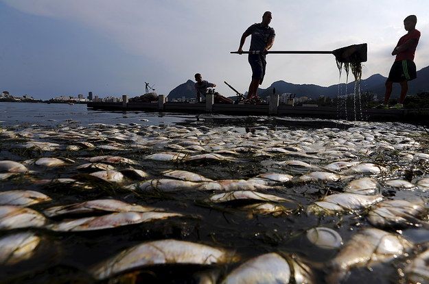 El lago que servirá como sede de remo en los Juegos Olímpicos de 2016 está lleno de peces muertos