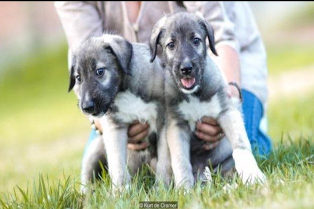 Това са първите идентични кученца близнаци, намирани някога и са смешно очарователни