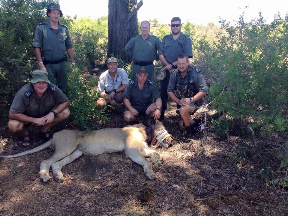 I turisti hanno portato in salvo un leone ferito avvisando le autorità su Facebook